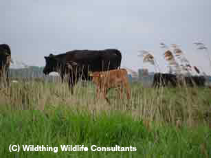 Cattle and Calf